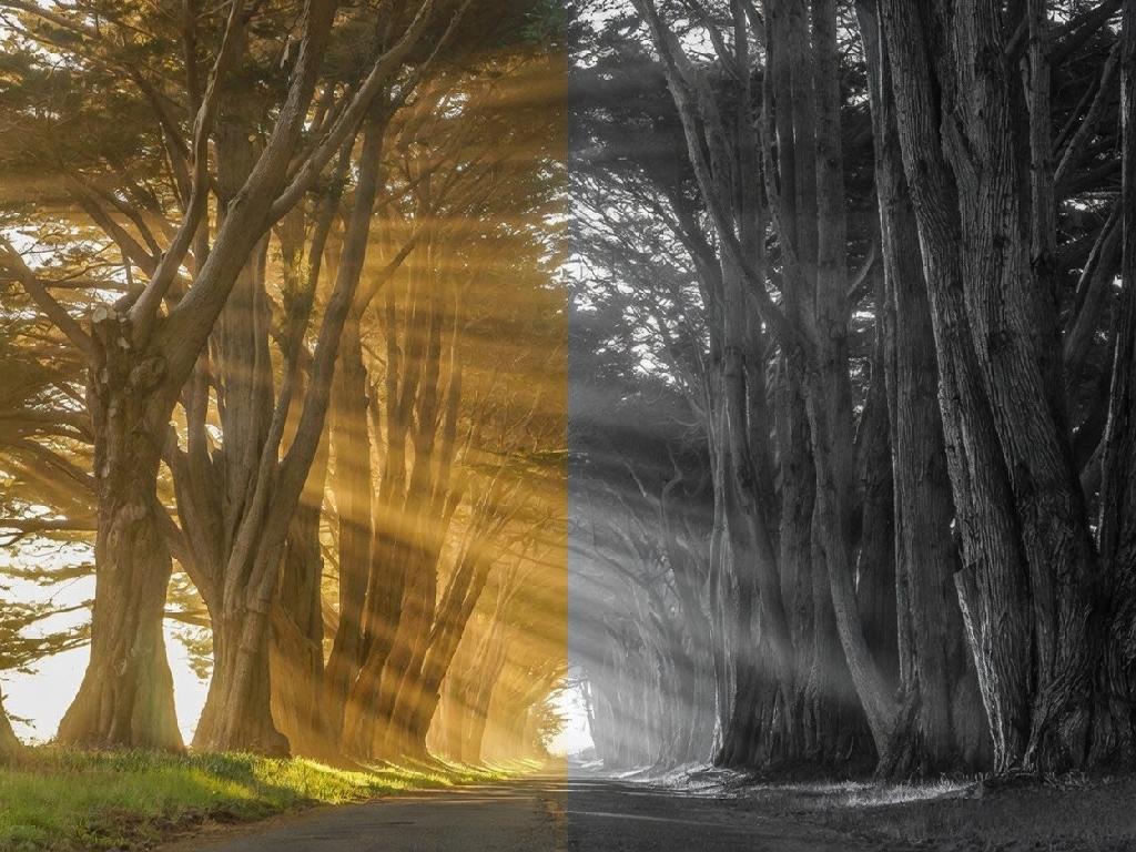 Point reyes cypress sunbeams 1024x768