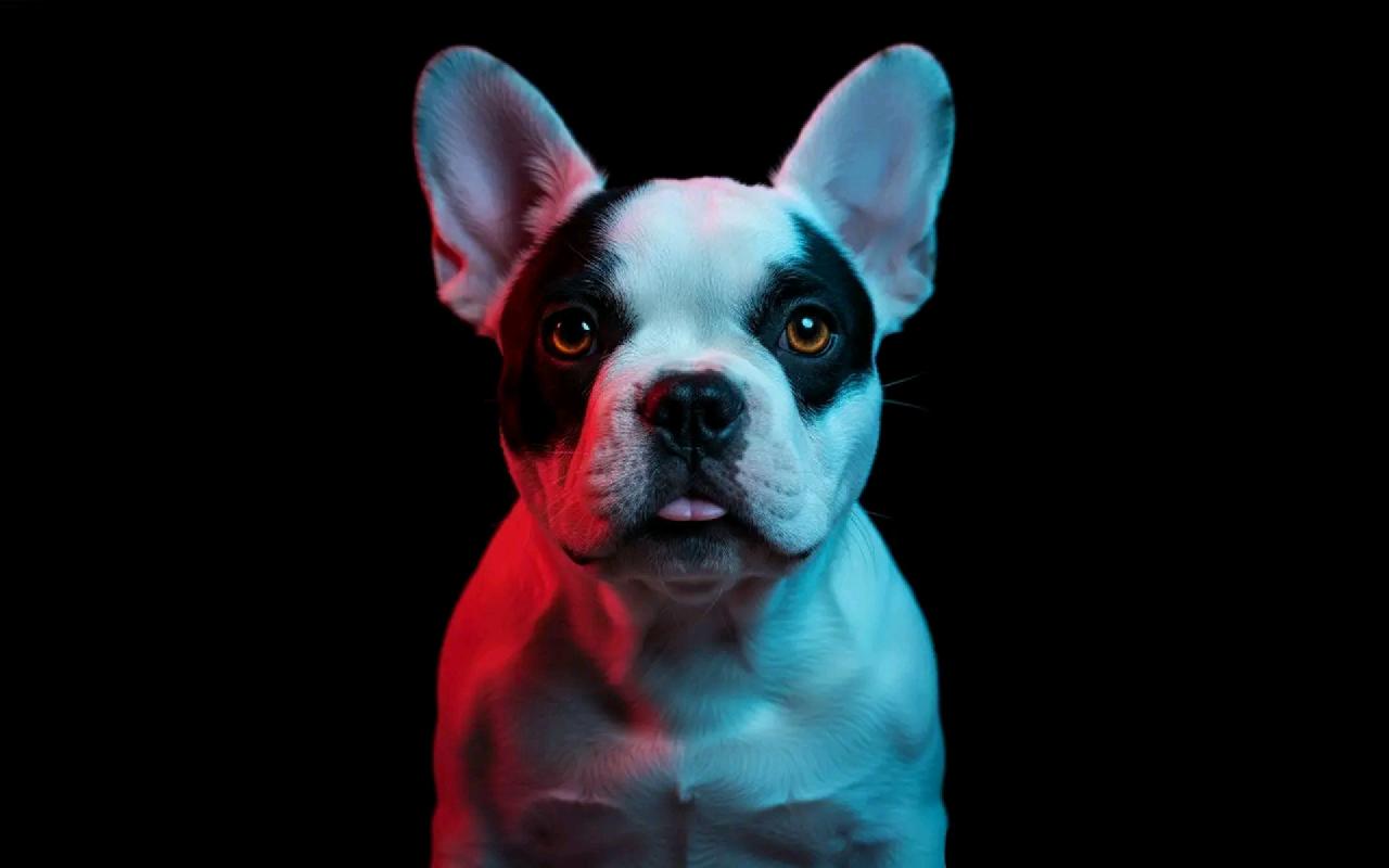 French bulldog puppy 1280x800