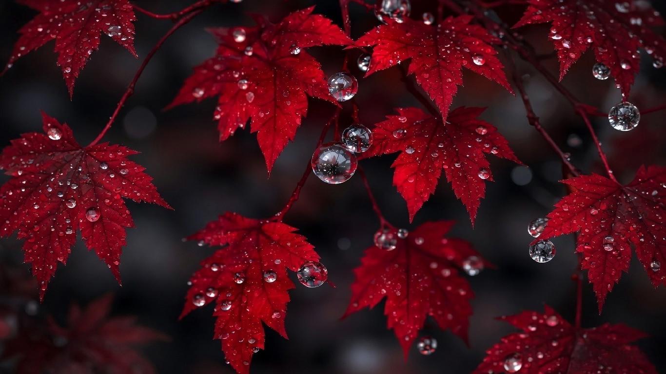 Crimson leaves dew drops 1366x768