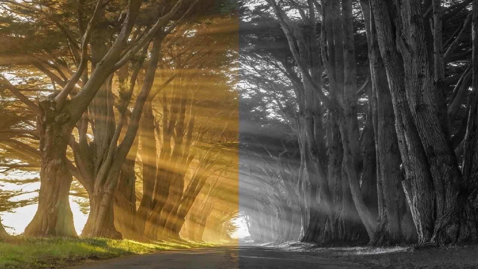 Point reyes cypress sunbeams 1600x900