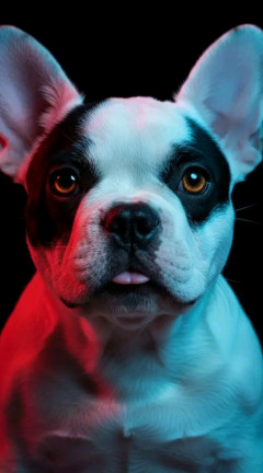 French bulldog puppy 240x432