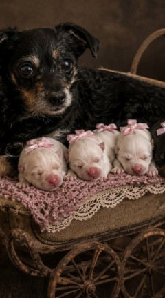 Moms little miracles 240x432