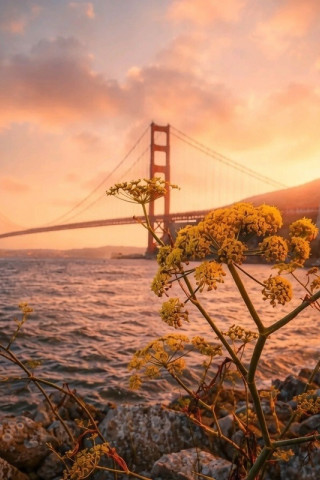 Golden gate bridge coastal sunset 320x480