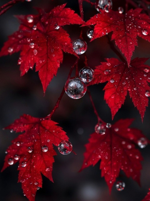 Crimson leaves dew drops 480x640