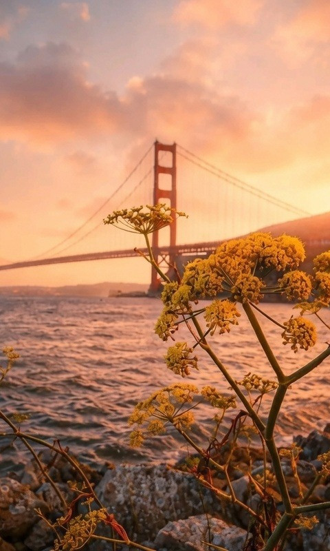 Golden gate bridge coastal sunset 480x800